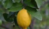威远柠檬