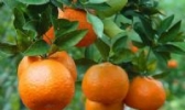 屏山椪柑