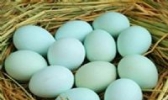 芦山绿壳鸡蛋