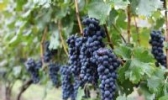 丹巴酿酒葡萄