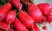 康定红皮萝卜