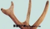 康定鹿茸