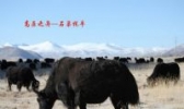 石渠牦牛
