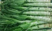 彭州莴笋