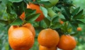 新都寿星柑