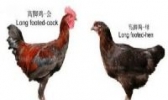 普定高脚鸡