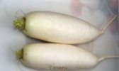 威宁白萝卜
