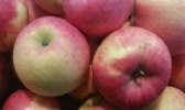威宁苹果
