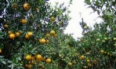 毕节柑桔