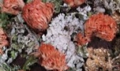 红顶枝瑚菌