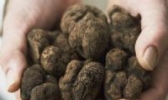 云南松露