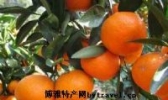 南华柑桔