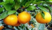 华宁柑桔