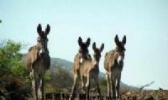弥勒毛驴