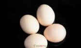 乌鸡绿壳蛋