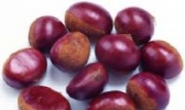乐红板栗