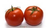 东川番茄