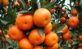 宾川柑橘