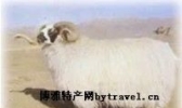 西藏山羊