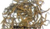 西藏冬虫夏草