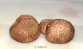 留坝香菇