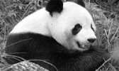 秦岭大熊猫