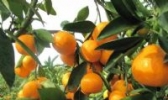 郭家山柑橘