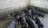 略阳黑河猪