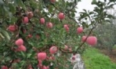 凤翔苹果