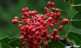 太白花椒
