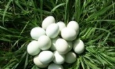 石门山绿壳土鸡蛋