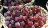 乾县红提葡萄