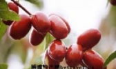彬县大红枣