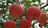 耀州红富士苹果