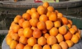 富平尖柿