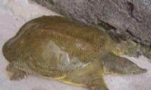 黄河甲鱼