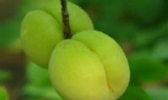 金寿杏
