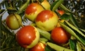 大荔冬枣