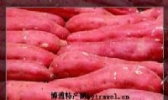 “北雷王“红薯