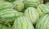 大荔西瓜