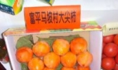 富平柿子