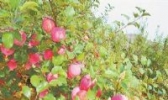 榆林山地苹果