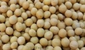 子洲黄豆