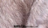 定边皮毛