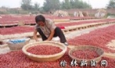 清涧红枣