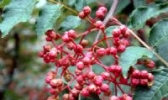 延长花椒