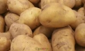 子长马铃薯