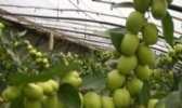 泾渭鲜枣