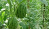 同兴村大棚瓜菜