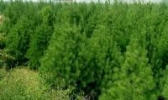 蓝田白皮松